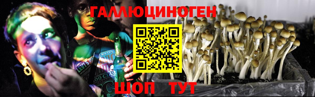 Псилоцибиновые грибы мухоморы Фрязино